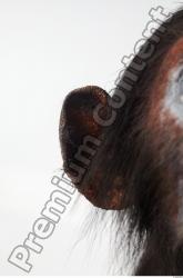 Ear Chimpanzee